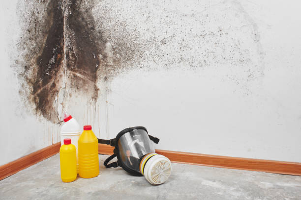 Best Professional Mold Removal  in Groveville, NJ