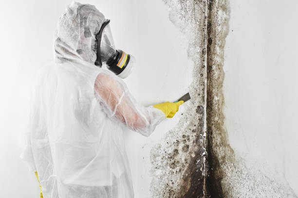 Best Residential Mold Removal  in Groveville, NJ