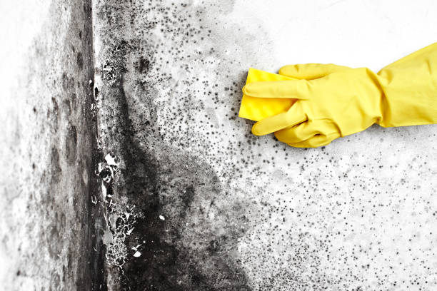 Best Same-Day Mold Removal  in Groveville, NJ