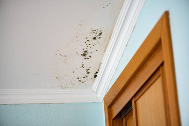 Best Attic Mold Removal  in Groveville, NJ
