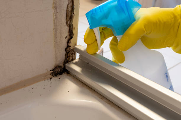 Best Attic Mold Removal  in Groveville, NJ