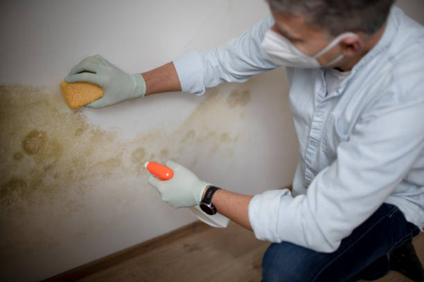 Best Mold Testing  in Groveville, NJ