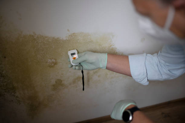 Best Mold Remediation  in Groveville, NJ