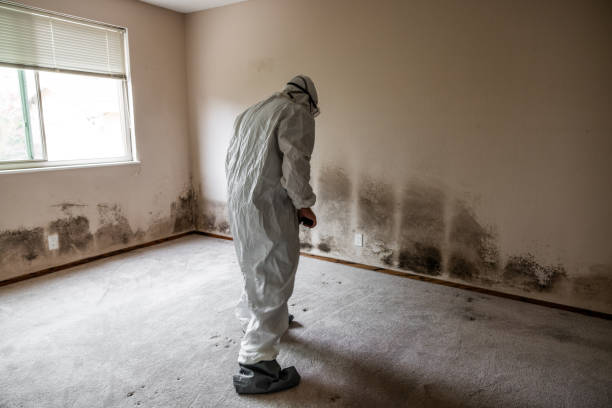 Best Mold Cleaning Services  in Groveville, NJ