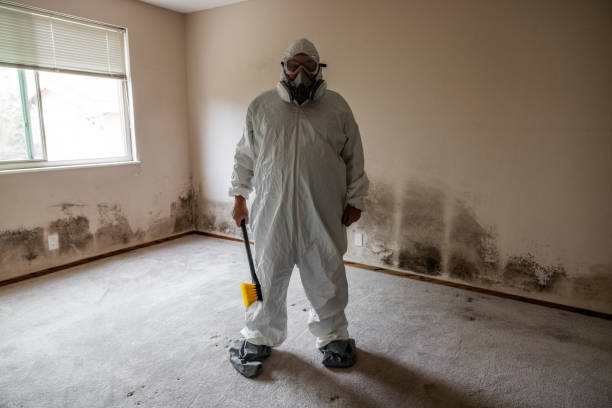 Best Fast Mold Removal  in Groveville, NJ