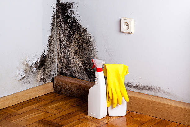 Best Toxic Mold Removal  in Groveville, NJ