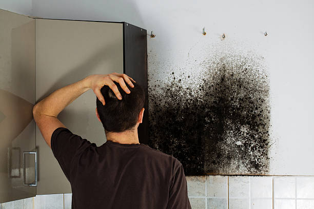 Professional Mold Removal in Groveville, NJ