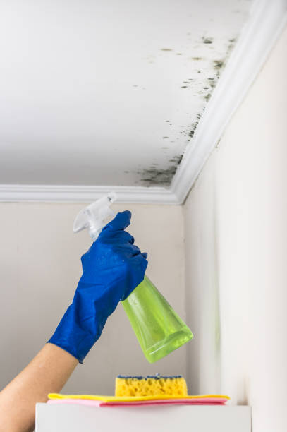 Best Fast Mold Removal  in Groveville, NJ