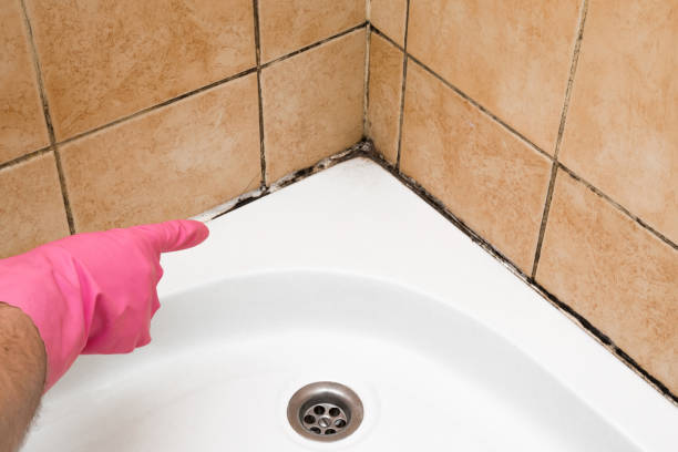 Best Professional Mold Removal  in Groveville, NJ